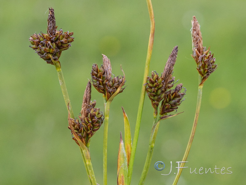 Carex caryphyllea.02