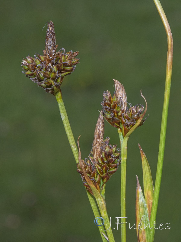 Carex caryphyllea.03