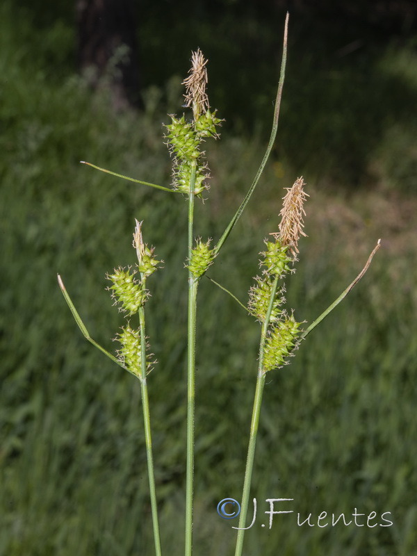 Carex demissa.01