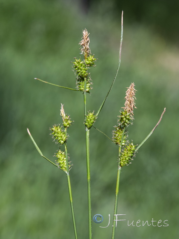 Carex demissa.02
