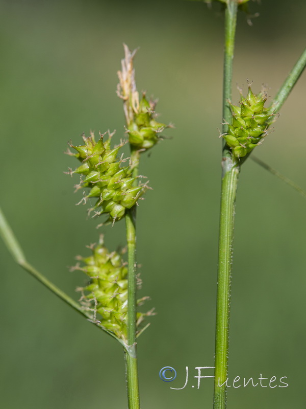Carex demissa.03