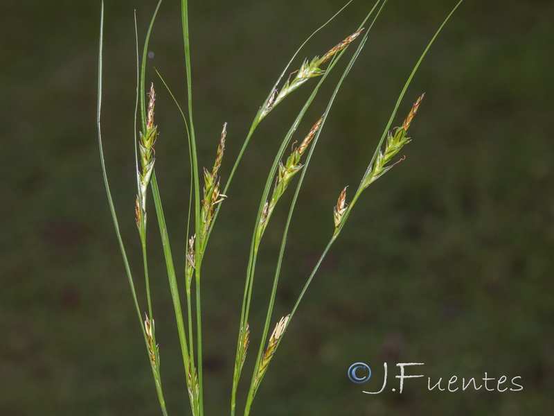 Carex distachya.02