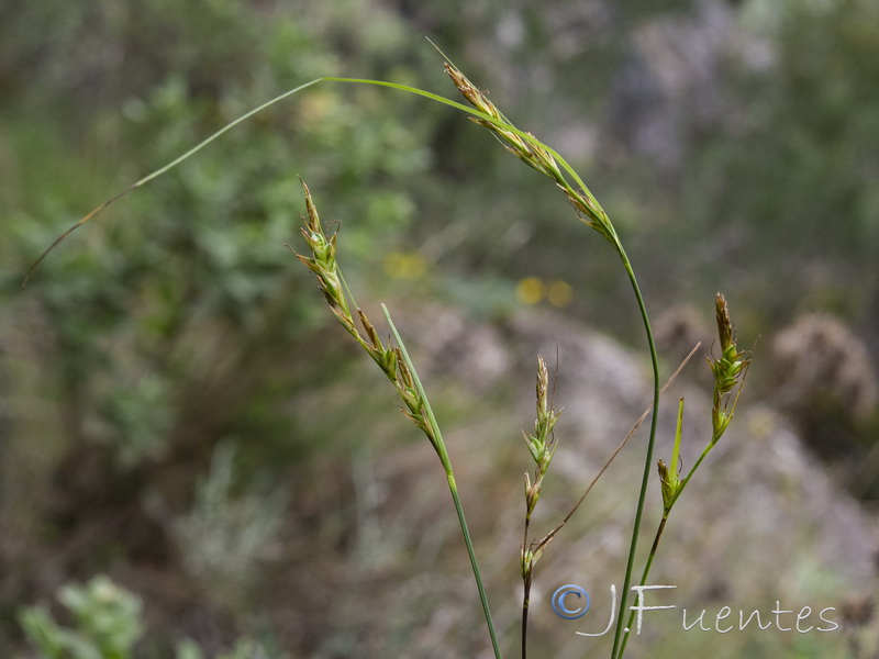 Carex distachya.03