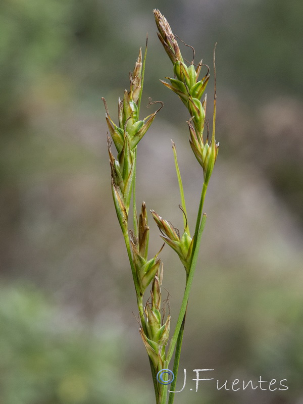 Carex distachya.05