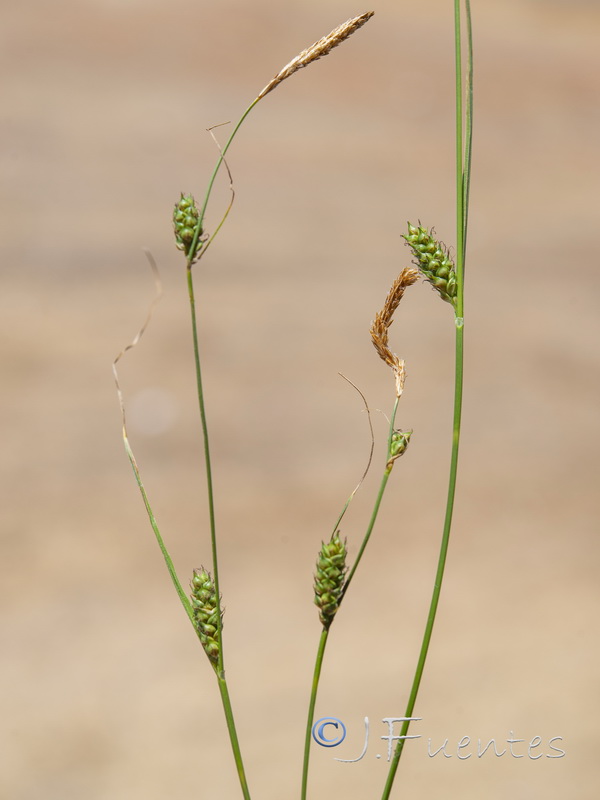 Carex distans.01