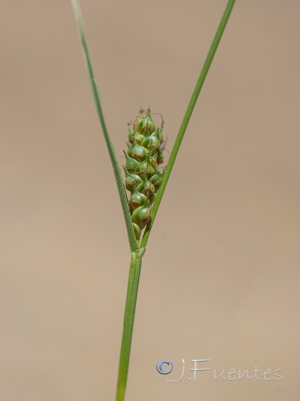 Carex distans.03