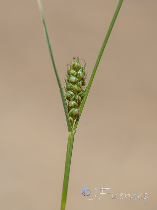Carex distans.03