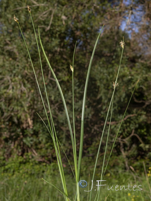 Carex divisa.01