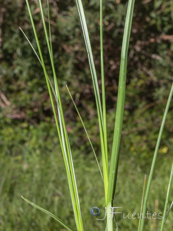 Carex divisa.02