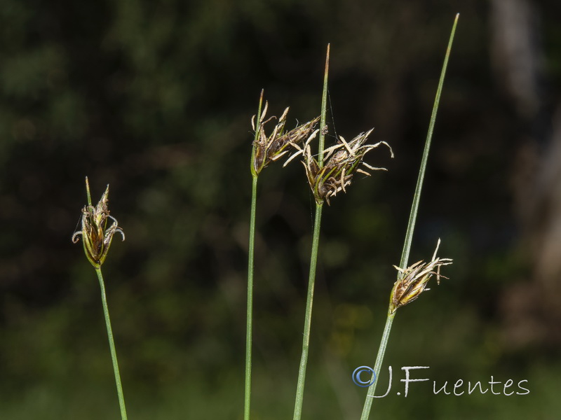 Carex divisa.03