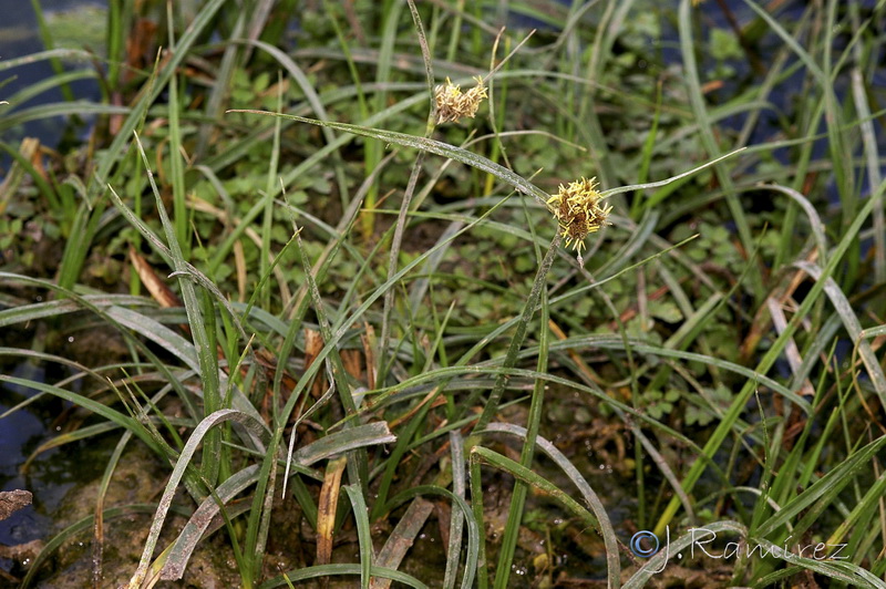Carex divisa.05