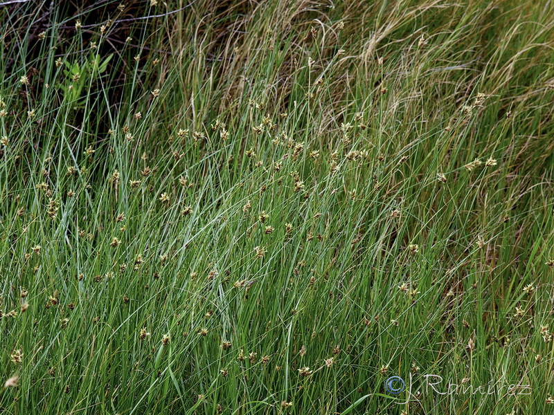 Carex divisa.07