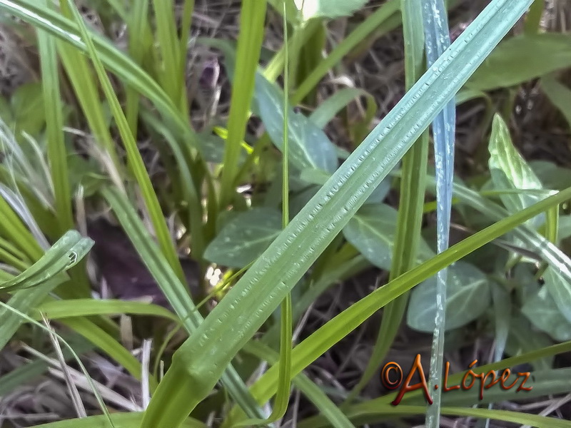 Carex divulsa divulsa.01