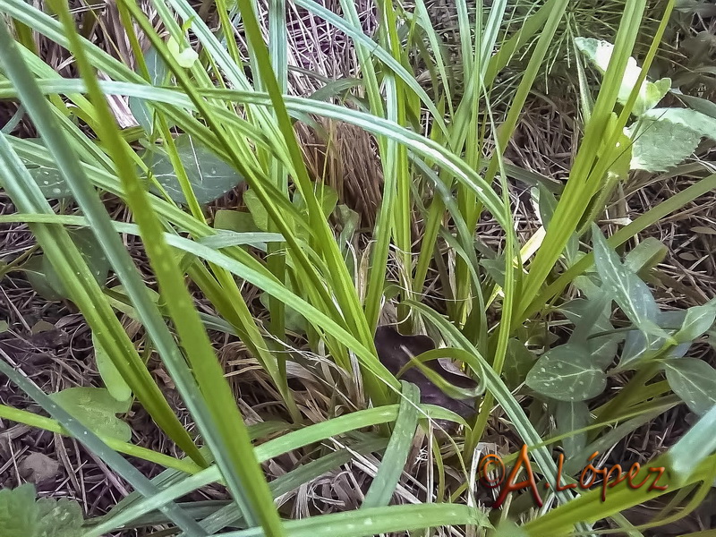 Carex divulsa divulsa.02