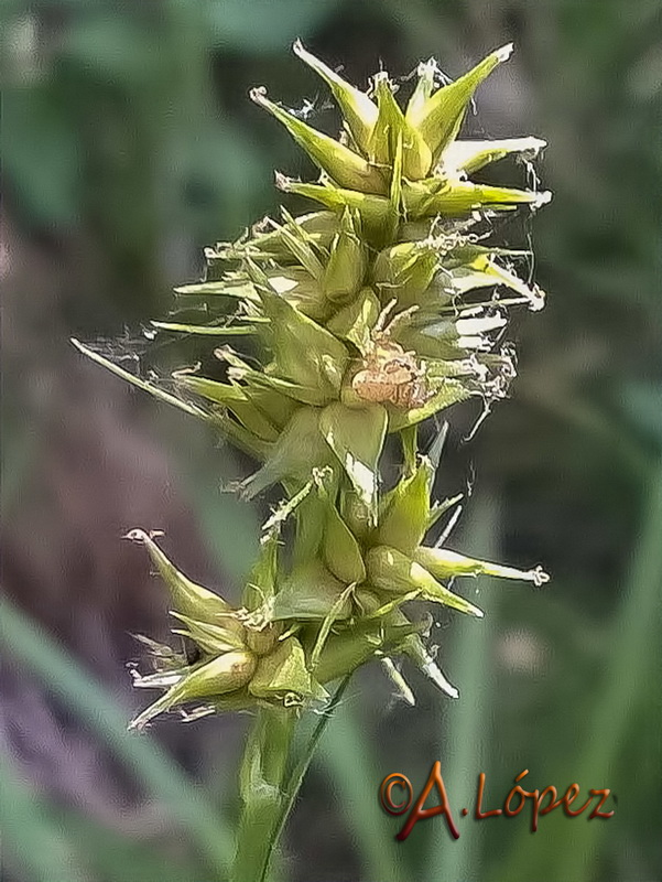 Carex divulsa divulsa.03