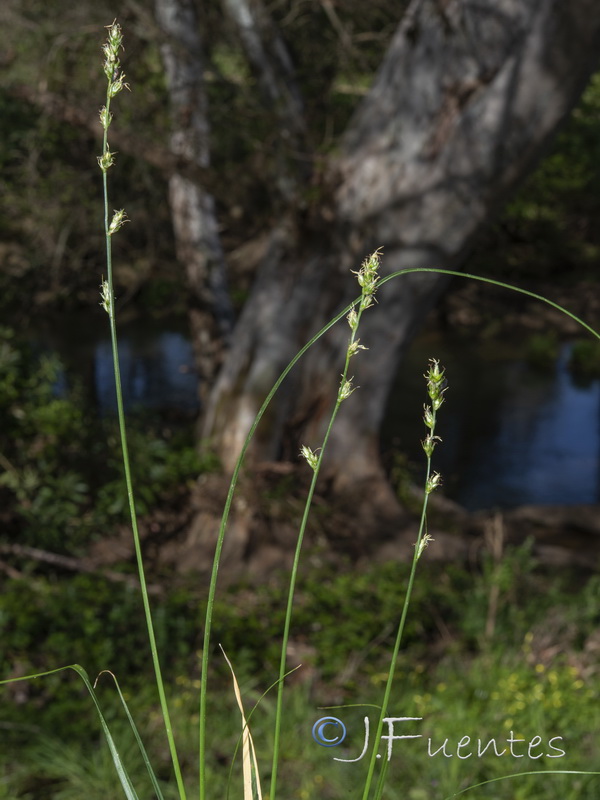 Carex divulsa divulsa.05