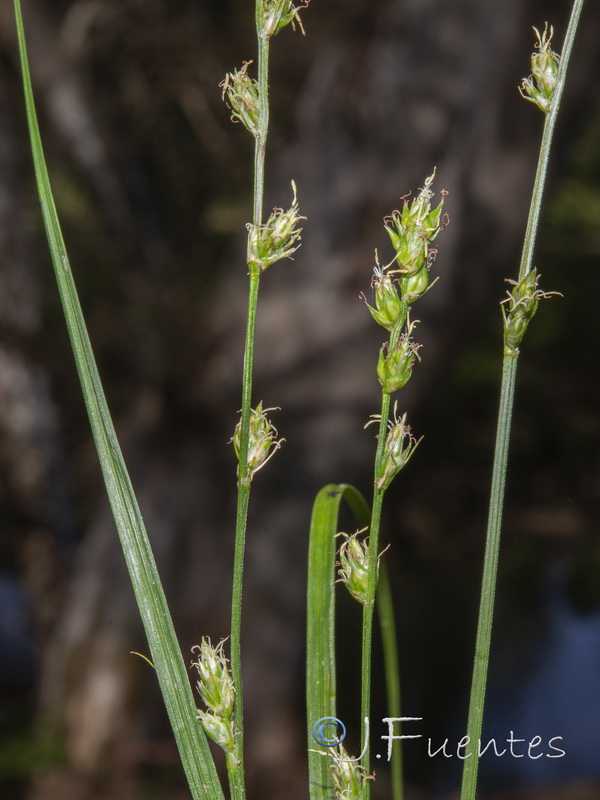 Carex divulsa divulsa.07