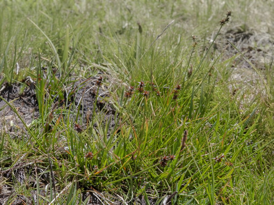 Carex echinata.01b