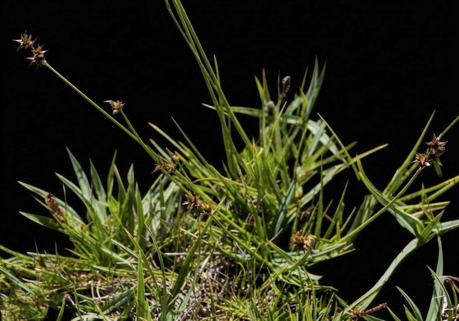Carex echinata.02b