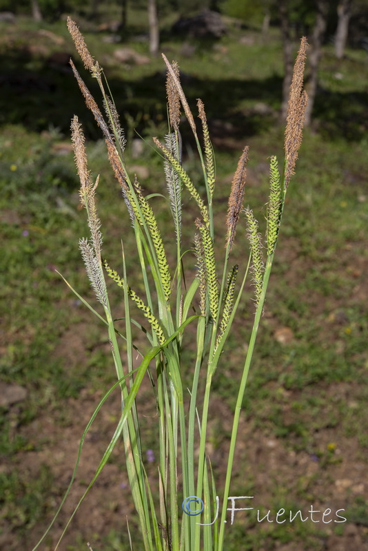 Carex elata tartessiana.01