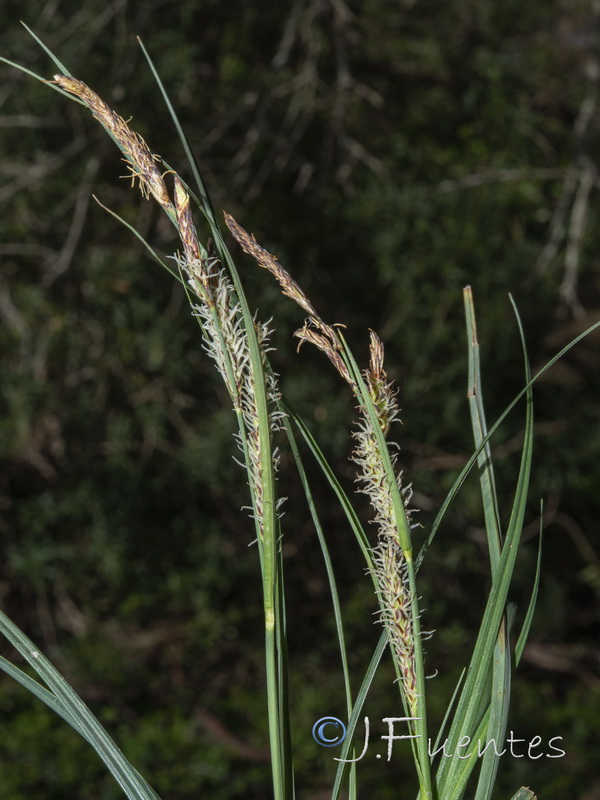 Carex elata tartessiana.02