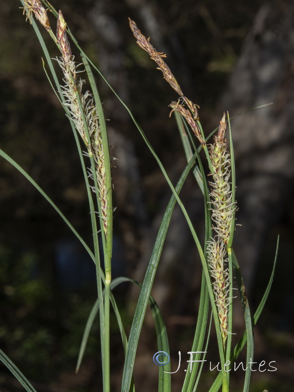 Carex elata tartessiana.03