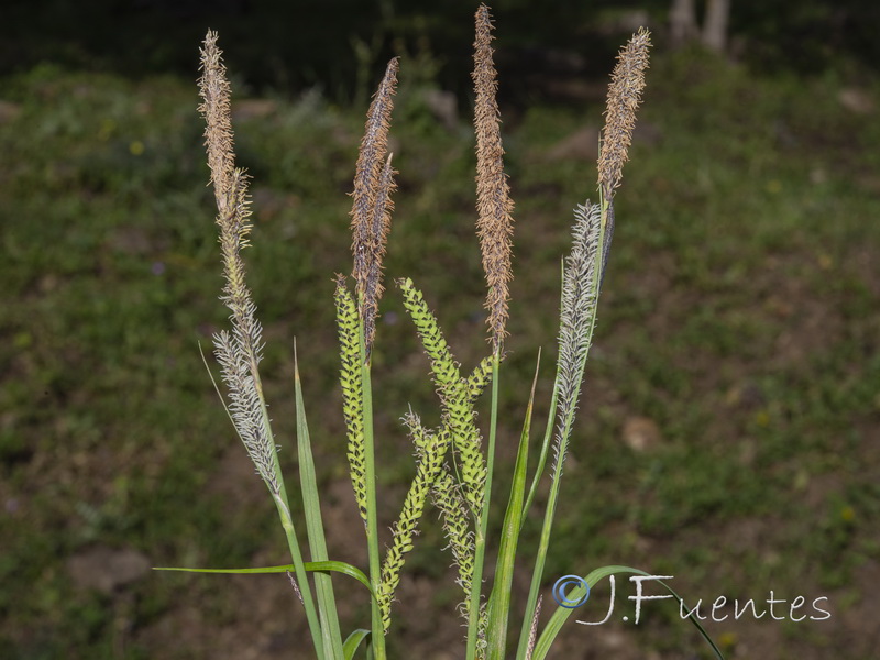 Carex elata tartessiana.04