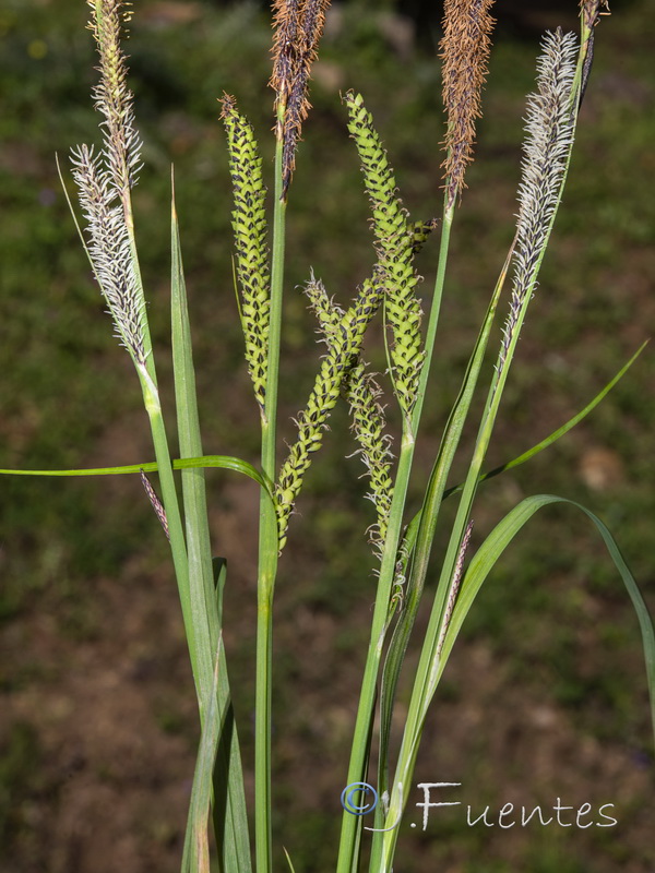 Carex elata tartessiana.05