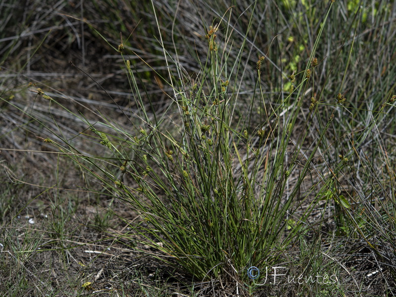 Carex extensa.01