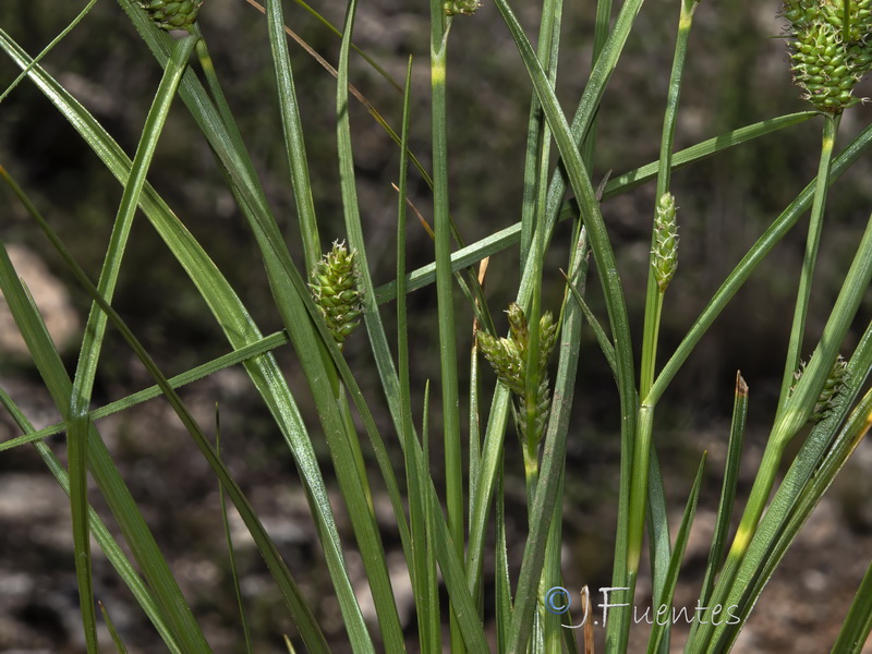 Carex extensa.03