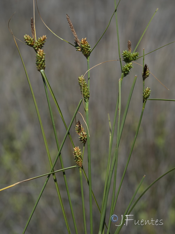 Carex extensa.04