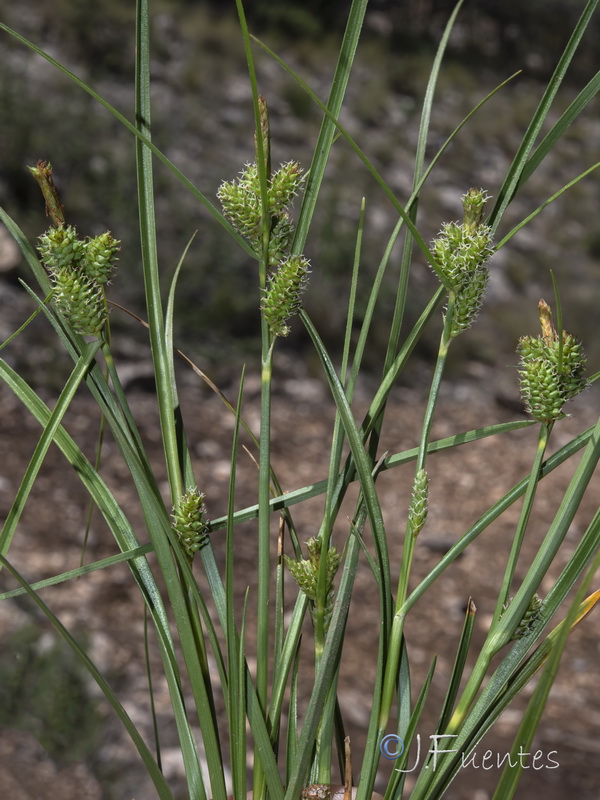 Carex extensa.05