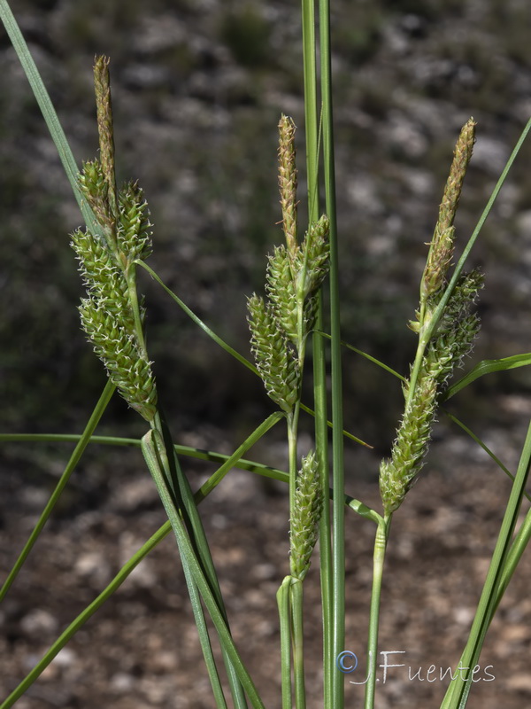 Carex extensa.06