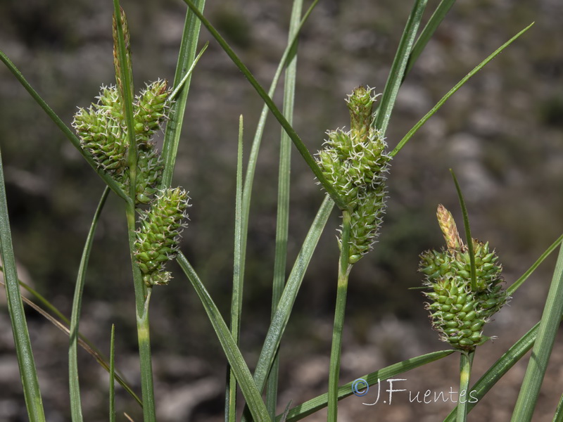 Carex extensa.07