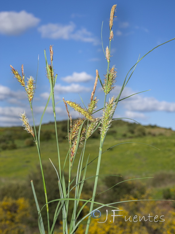 Carex flacca.01