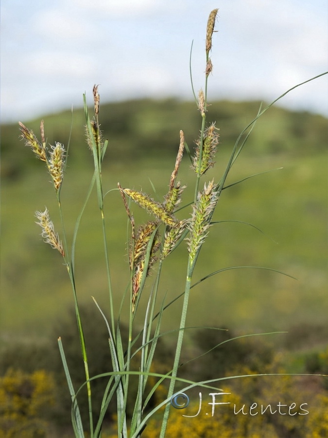 Carex flacca.01b