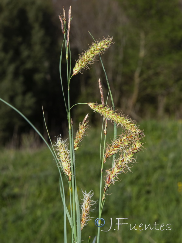 Carex flacca.02