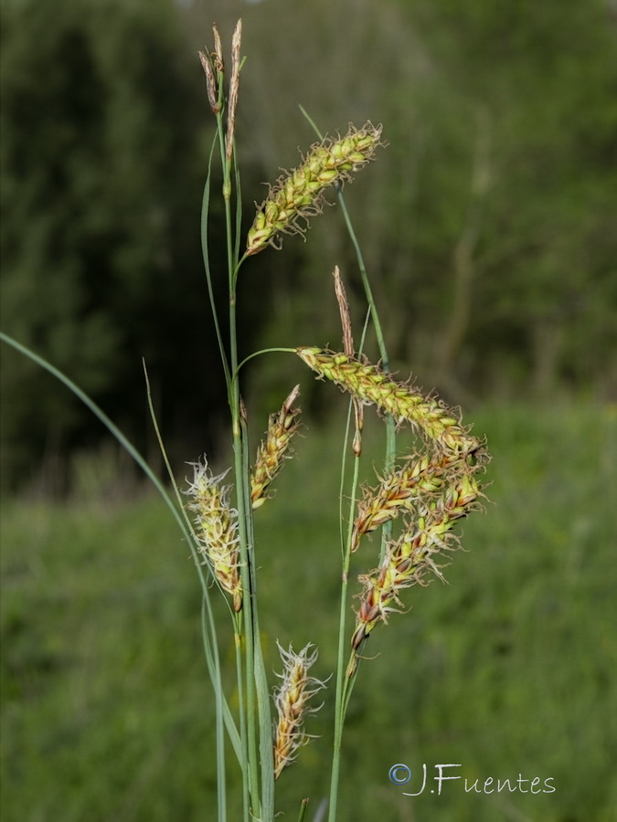 Carex flacca.02b