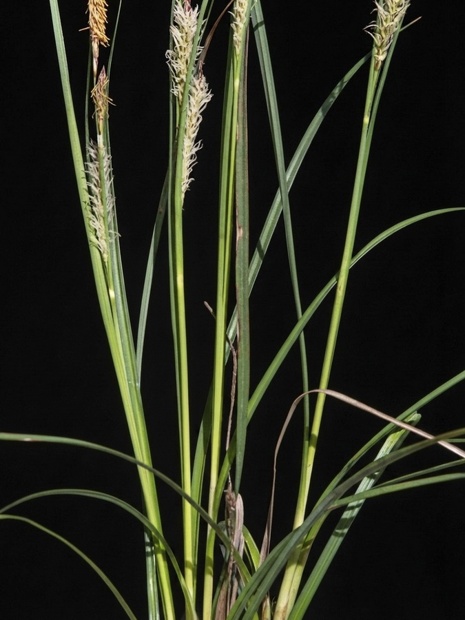 Carex flacca.03b