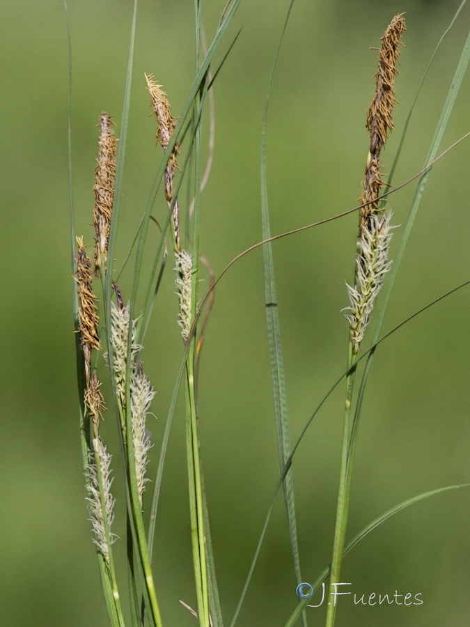 Carex flacca.04b