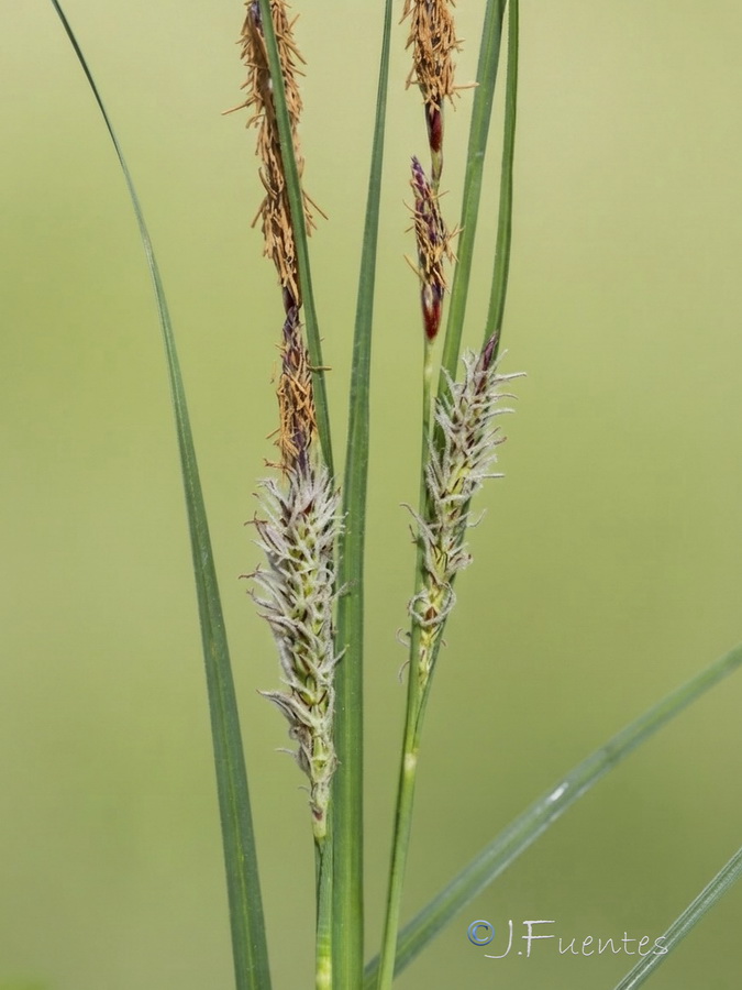 Carex flacca.05b