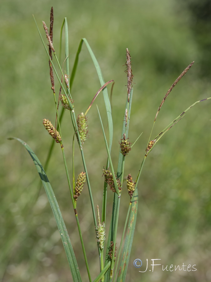 Carex flacca.07