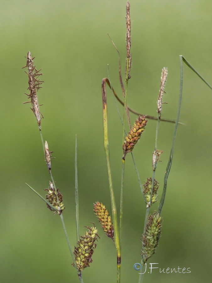 Carex flacca.08b