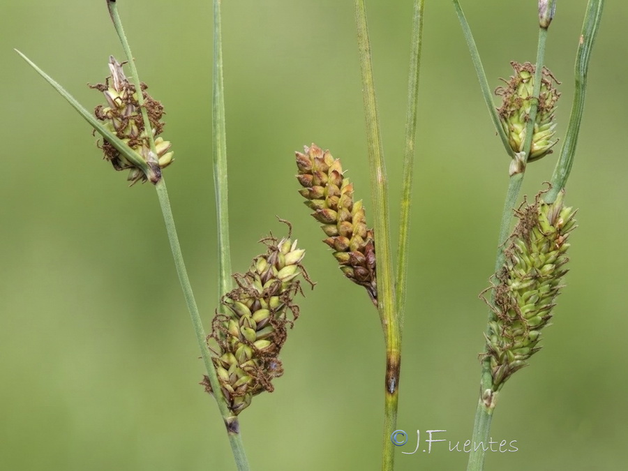 Carex flacca.12b