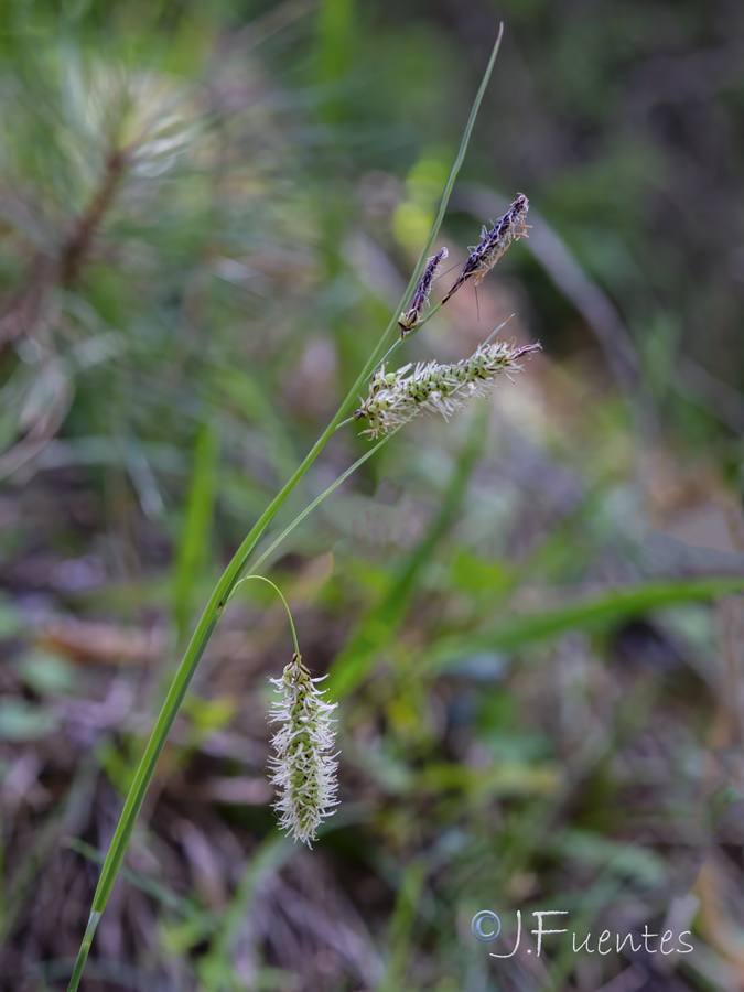 Carex flacca.13