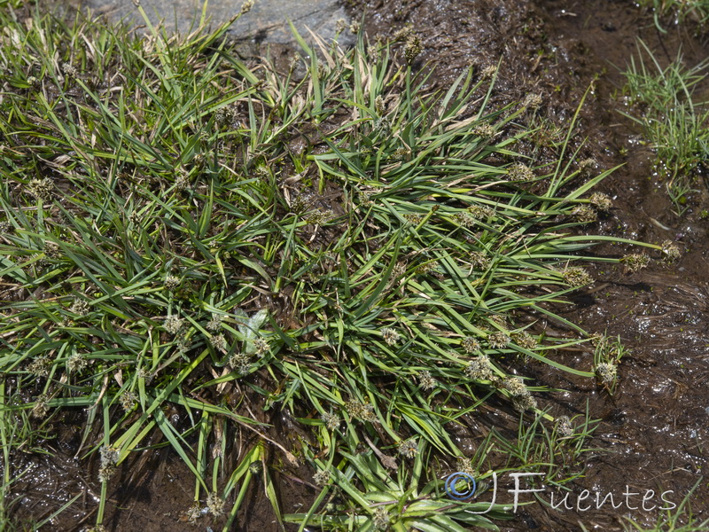 Carex furva.04