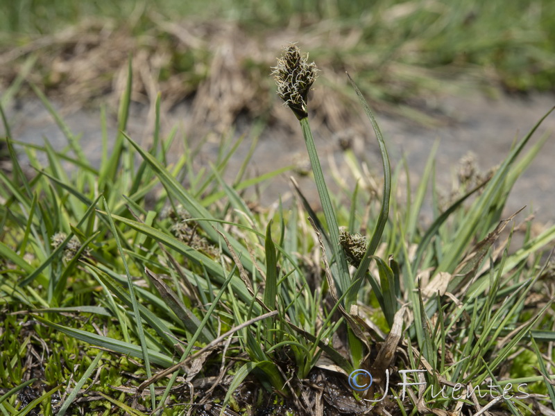 Carex furva.05
