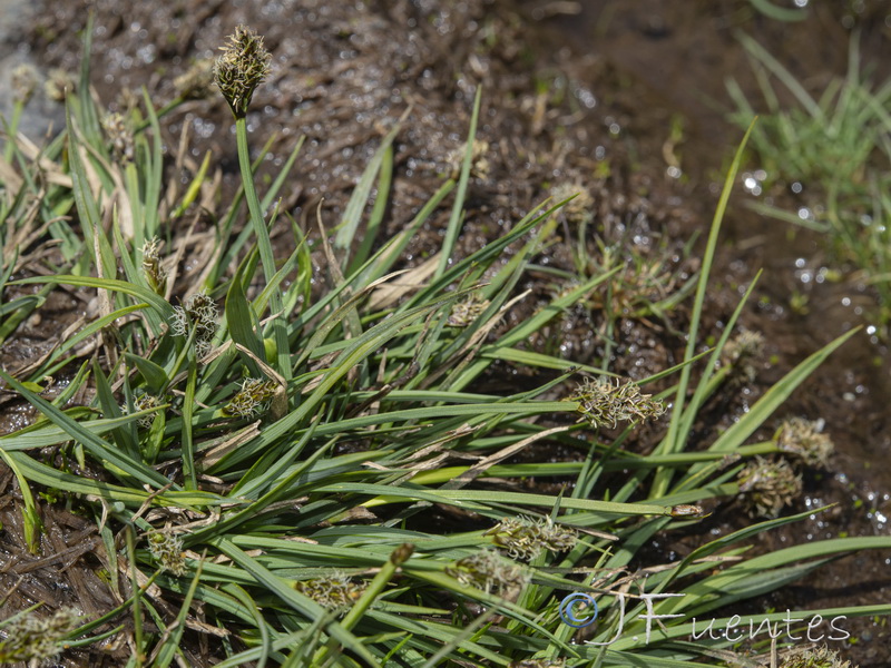 Carex furva.06