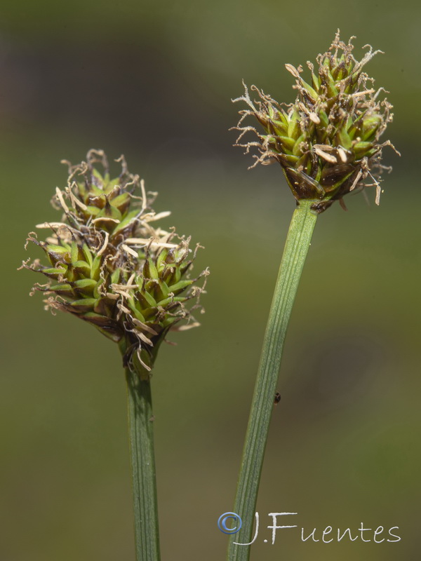 Carex furva.07