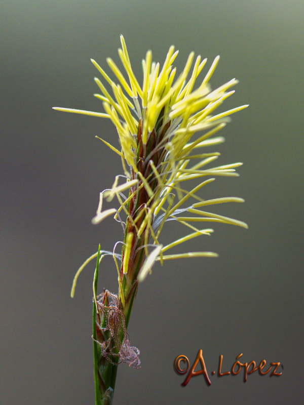 Carex hallerana.02